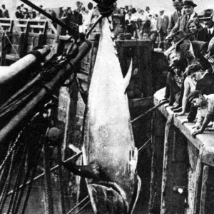 Scarborough offers sport to big game anglers landing 9ft tunny, new to the North Sea