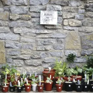 Print of Plants for Sale in Front of Old Stone Wall