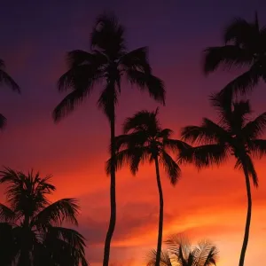 Seychelles Sunset Print with Palm Trees Seychelles Sunset Print with Palm Trees