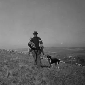 Sheep farming on the Sussex Downs near Rottingdean 1946 Sheep farming on the Sussex Downs near Rottingdean 1946