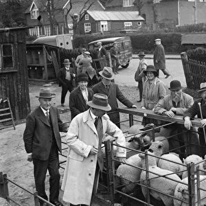 Sheep at Sevenoaks market. 1935