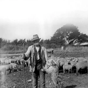 A shepherd with an old english sheep dog