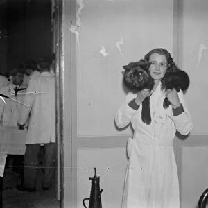 Silver fox show. A girl exhibitor uses a live fox as a fur. 14 November 1934
