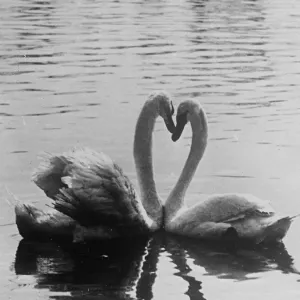 Two with a single heart! Graceful necks as swans do a little billing and cooing in Two with a single heart! Graceful necks as swans do a little billing and cooing in