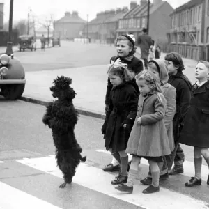 Skippy the poodle escorts charges across zebra crossing Skippy the poodle escorts charges across zebra crossing