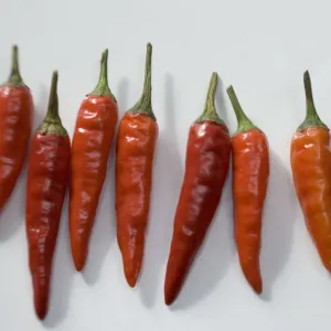 Small hot birds eye chilli peppers arranged on white surface. credit: Marie-Louise