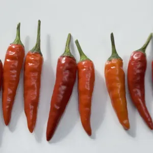 : Avery Food and Lifestyle