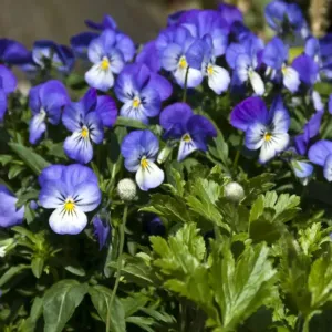 Small pansies in a ceramic container print
