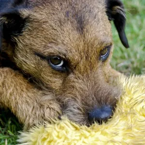 Small tan terrier dog with soft toy on garden lawn Print
