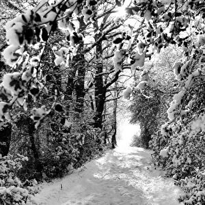 A snowy scene of a path through the woods, Kent, England 30 January 1958