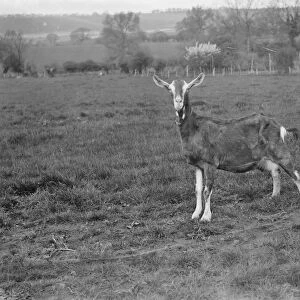 A solitary goat on a goat farm in Birling, Kent. 1939
