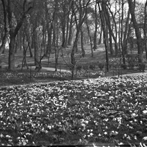 Spring flowers at St Anns Well Gardens, Hove, Sussex. 26th March 1931