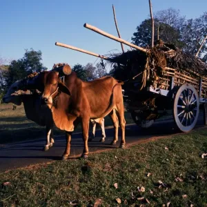 Sri Lanka Oxen and cart Sri Lanka Oxen and cart
