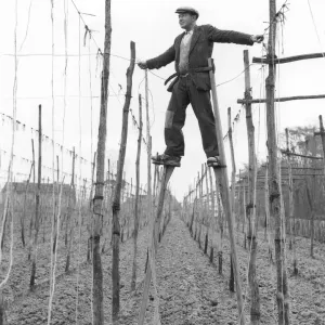 Stilt Walker in Kent Hopfields, Print Stilt Walker in Kent Hopfields, Print