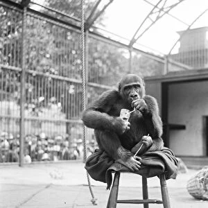 Sultry days at the zoo John Daniel, the famous gorilla, absorbs an iced fruit