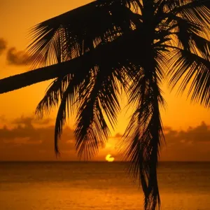 Sunset, through palm tree Sunset, through palm tree