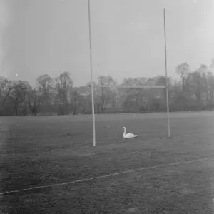 A swan sits between the rugby posts of a flooded rugby pitch. 1937 A swan sits between the rugby posts of a flooded rugby pitch. 1937
