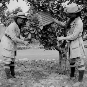 El Colegio Hortícola de Swanley. Tomando una colonia de abejas. Década de 1930