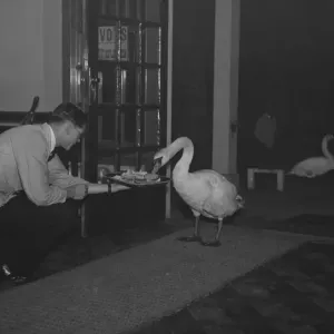 Swans fed inside the golf club. 21 October 1937 Swans fed inside the golf club. 21 October 1937