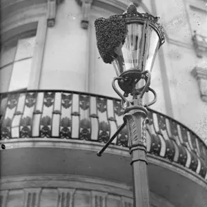 A swarm of bees on the lamppost in Westbourne Crescent, Bayswater