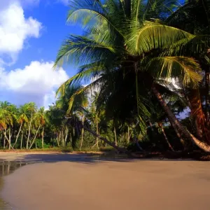 La Sagesse beach landscape print La Sagesse beach landscape print