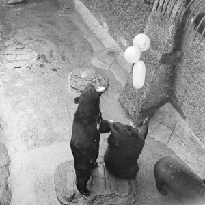 Tantalising!. Lumbering delightedly in pursuit of the elusive spheres, the Bears Tantalising!. Lumbering delightedly in pursuit of the elusive spheres, the Bears