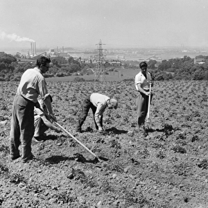 A team of four workers on Western Cross Farm, near Greenhithe, Kent, are pictured hoeing