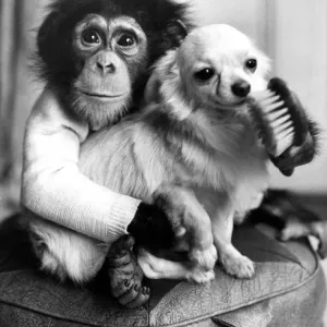 Print of a chimpanzee and Chihuahua playing together Print of a chimpanzee and Chihuahua playing together