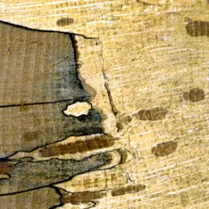 Texture - abstract Texture - abstract