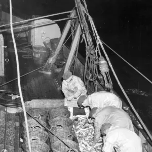 Trawlermen in the North Sea Fish where the fish are