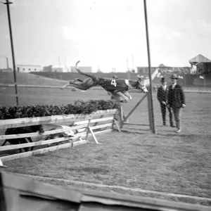 Trials at Harringay Greyhound Course. one of the dogs taking a hurdle