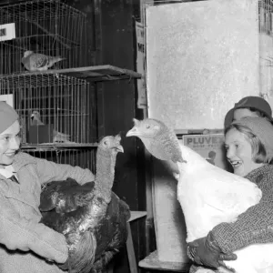 Turkey time at the Chislehurst Show, Kent. 8 November 1934 Turkey time at the Chislehurst Show, Kent. 8 November 1934