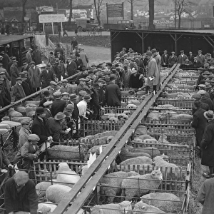 A Typical Market Scene Sevenoaks christmas fat stock show 14 December 1931