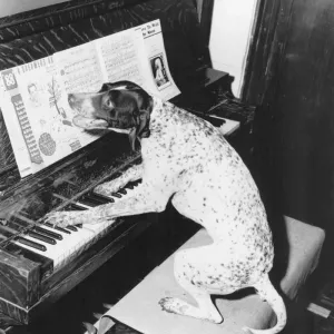 Print of a Dog Playing Piano Print of a Dog Playing Piano
