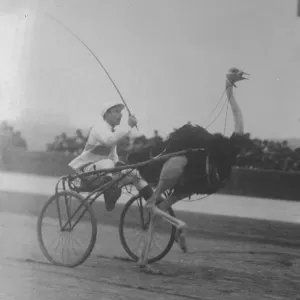 Wher Trotting birds took the place of Horses The finish of an exciting race Wher Trotting birds took the place of Horses The finish of an exciting race