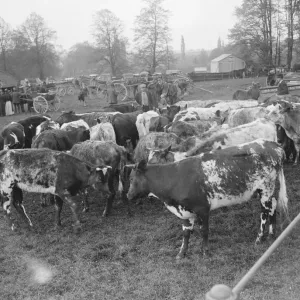 Wilton May Fair Calves 14 May 1920 Wilton May Fair Calves 14 May 1920