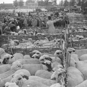 Wilton May Fair Sheep Auction Print 1920 Wilton May Fair Sheep Auction Print 1920