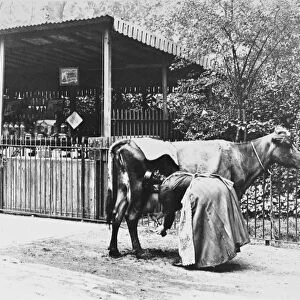 A woman milks a cow into a bottle for a drink at an early milk bar which was also a sweet stall