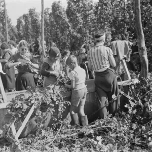 Women hop pickers in Beltring, Kent. Each worker has a gas mask over their shoulder