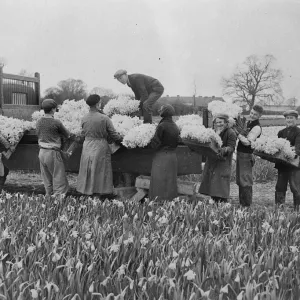 Wonderful daffodil crop harvested in for Easter market. Harvesting daffodils near Chichester Wonderful daffodil crop harvested in for Easter market. Harvesting daffodils near Chichester