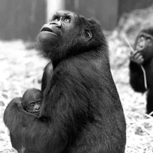 Young mother Shumba cradles her newborn male offspring, weighing 3lb Young mother Shumba cradles her newborn male offspring, weighing 3lb