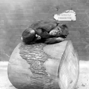 At the zoo West African chimpanzee 19 May 1925 At the zoo West African chimpanzee 19 May 1925