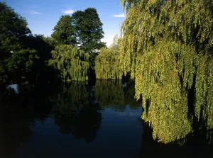 Thames Prints: 172 Thames at Sonning. England