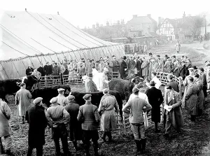 Farmers Prints: 3 December 1952 - - The first Fatstock Show after World War II