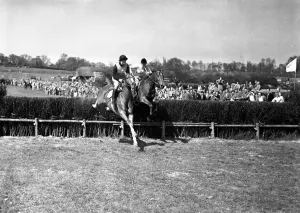 Fence Prints: 9 May 1954 Neck and neck over the last are Mrs. G