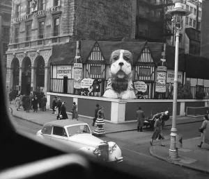 Fifties Prints: Advertising : a Hennessay Cognac diplay featuring the St Bernard dog on the corner