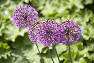 Allium aflatunense, flower heads credit: Marie-Louise Avery / thePictureKitchen