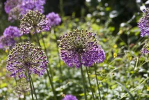 Gardens Prints: Allium aflatunense, flower heads credit: Marie-Louise Avery / thePictureKitchen