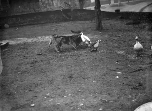 Alsations and geese playing. 1936