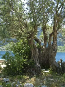 Vacation Prints: Ancient olive tree, on tiny island off southern Turkish coast. credit: Marie-Louise